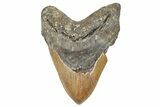 Fossil Megalodon Tooth - North Carolina #275545-1